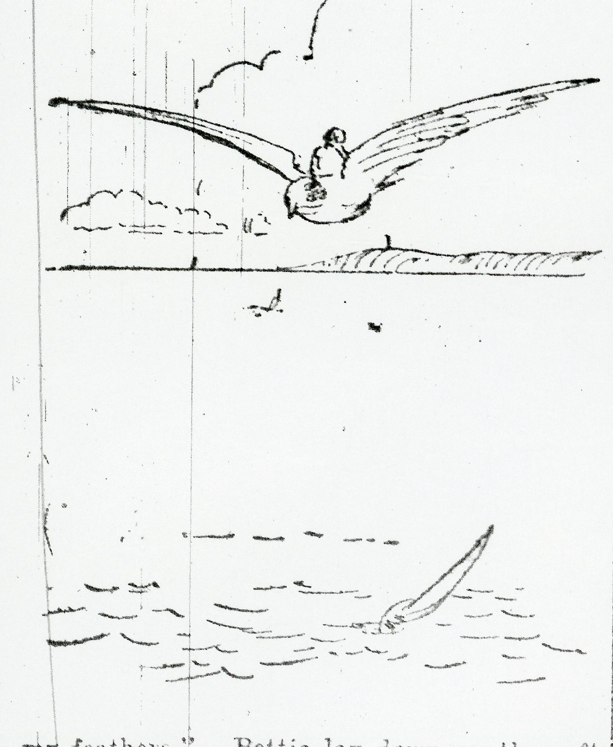img337.jpg